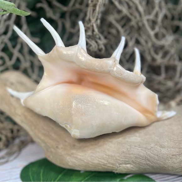 XL Spider CONCH SEASHELL Collector Display Shell nautical Decor beach coastal - Picture 11 of 16